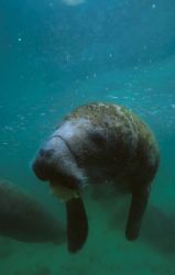 Manatee, Mexico, Nikon F90X with 20mm lens by David Stephens 